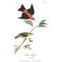 John James Audubons Birds of America 3201 7