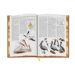 Complete Birds of North America 3596 2