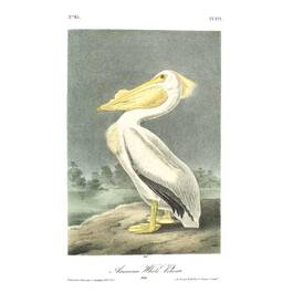John James Audubons Birds of America 3201 15