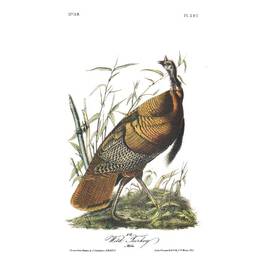 John James Audubons Birds of America 3201 12
