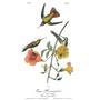 John James Audubons Birds of America 3201 10