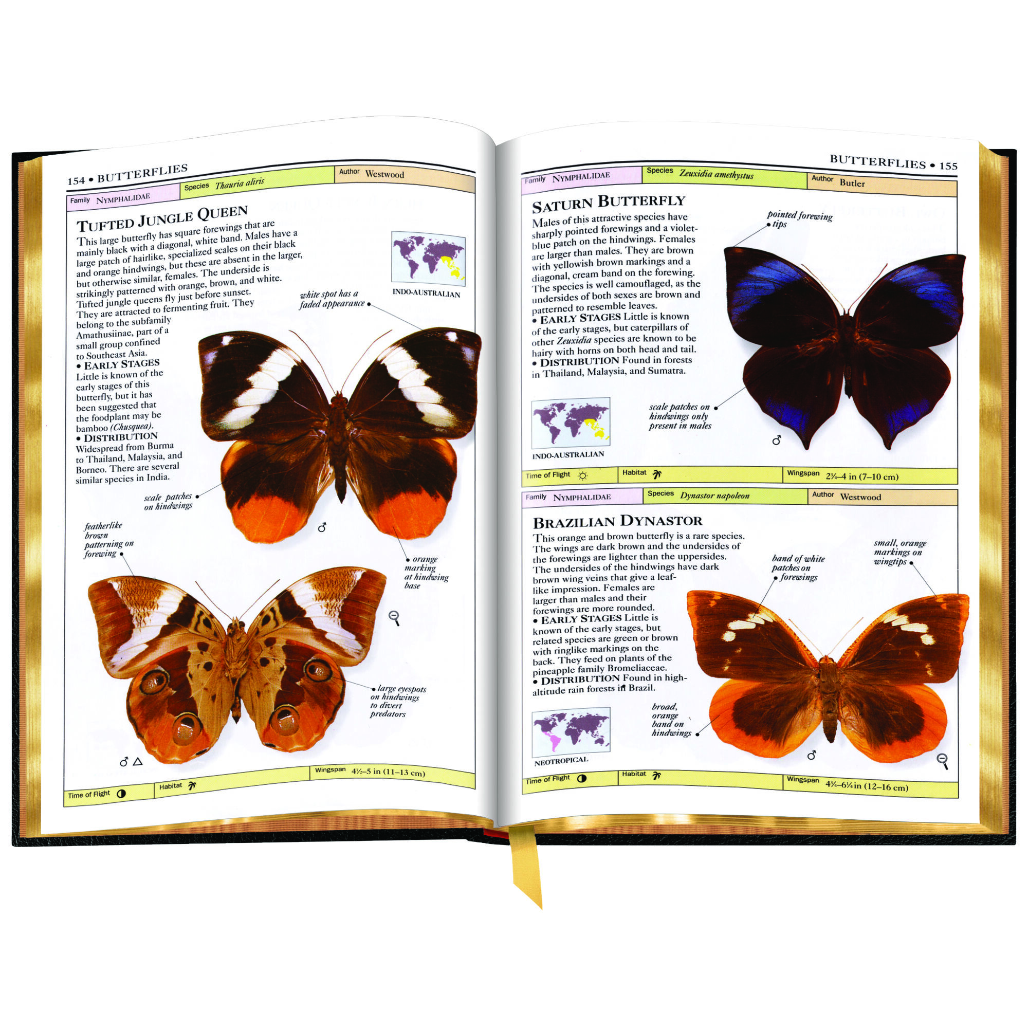 Butterflies and Moths 3860 d sp2