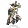 John James Audubons Birds of America 3201 11