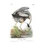 John James Audubons Birds of America 3201 13