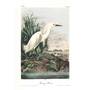 John James Audubons Birds of America 3201 14