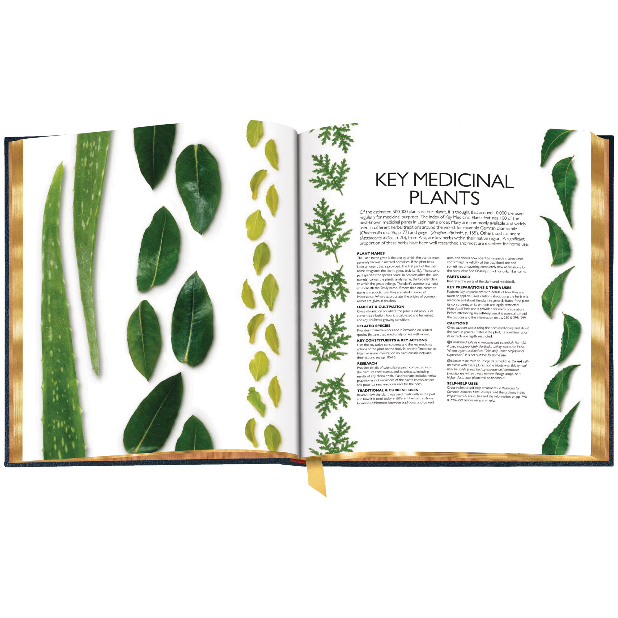 Encyclopdia of Herbal Medicine 3861 4 sp04