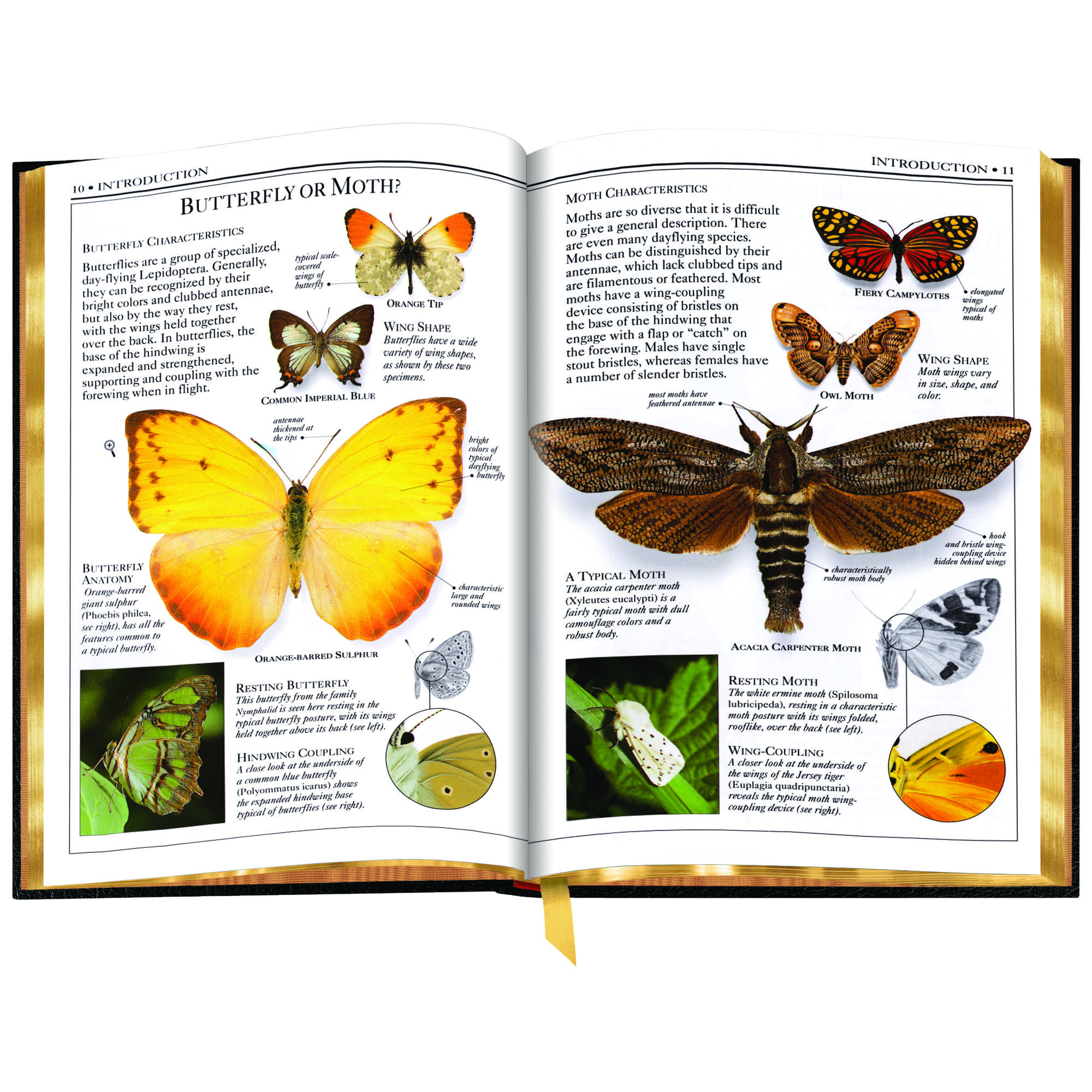 Butterflies and Moths 3860 f sp4